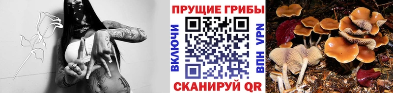 закладка  Мытищи  Галлюциногенные грибы Psilocybine cubensis 